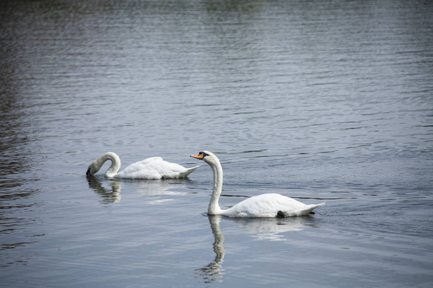 Cigni bianchi / lago bianco di cigno
 - Foto, immagini