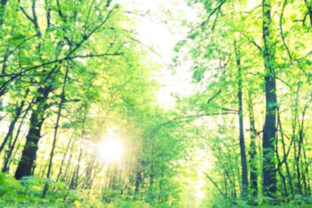 blurred forest background - Foto, imagen