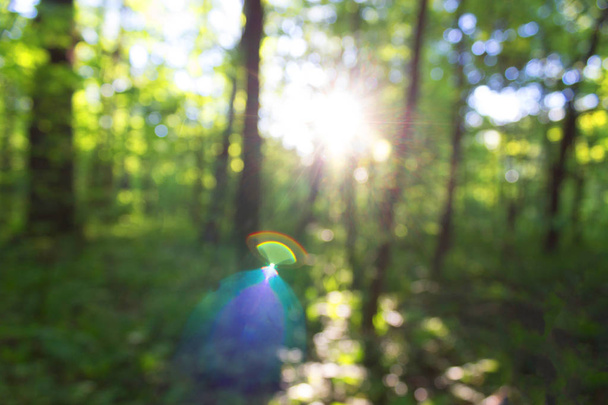 blurred forest background - Foto, afbeelding