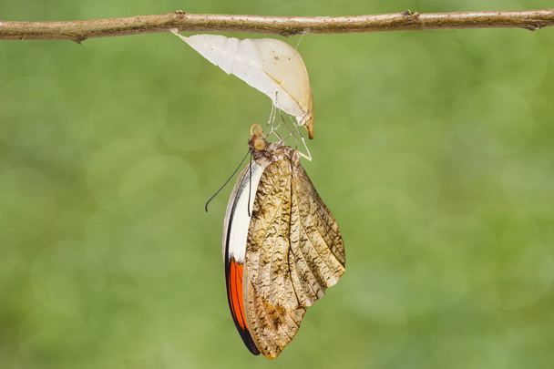 Emerged great orange tip butterfly ( Anthocharis cardamines ) ha - Photo, Image