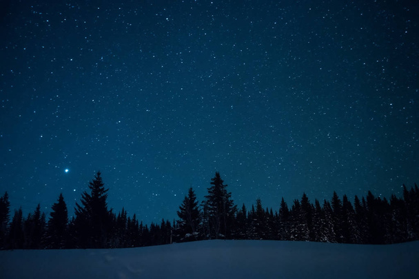 Christmas trees on the background of the starry winter sky. - Foto, imagen