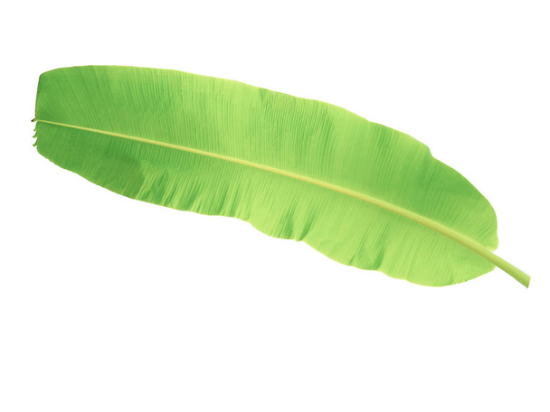 banana tree leaf of tropical plant, vacation and relaxation conc - Фото, изображение