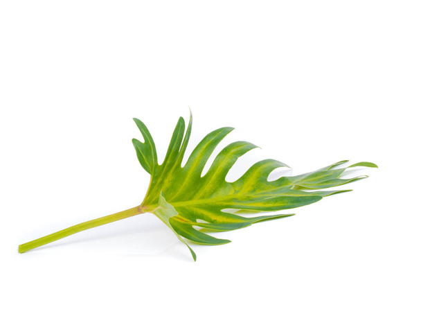 Tree leaf of tropical plant, vacation and relaxation - Valokuva, kuva
