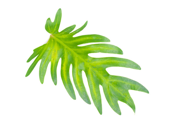 Baumblatt der tropischen Pflanze, Urlaub und Entspannung - Foto, Bild