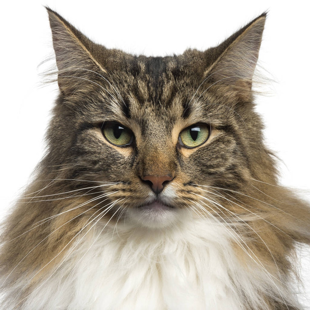 Close-up of a Norwegian Forest Cat, isolated on white - Photo, Image