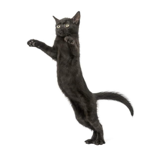 Černé kotě, stojící na zadních nohách, dosáhl, hrabání, 2 měsíce - Fotografie, Obrázek