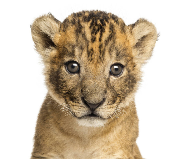 Close-up of a Lion cub, 4 weeks old, isolated on white - Photo, Image