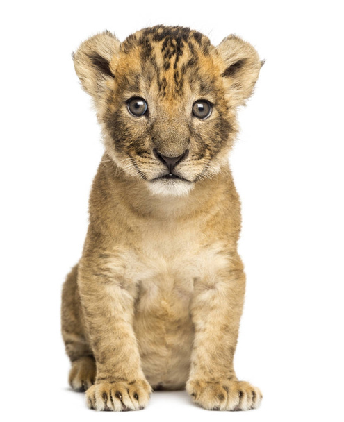 Lion cub sitting, looking at the camera, 4 weeks old, isolated o - Photo, Image