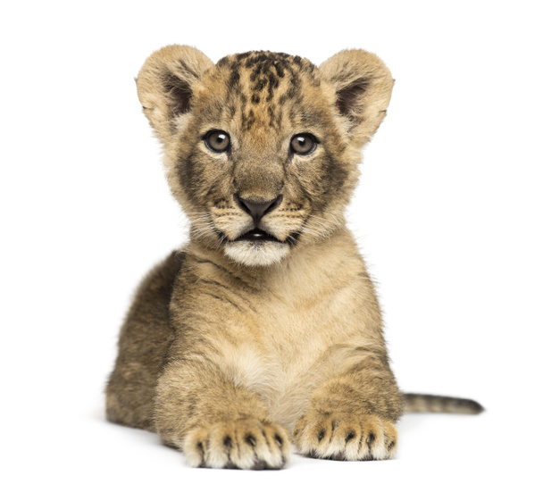 Lion cub lying, looking at the camera, 7 weeks old, isolated on  - Photo, Image