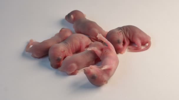 Neugeborene Ratten schlafen auf dem weißen Boden - Filmmaterial, Video