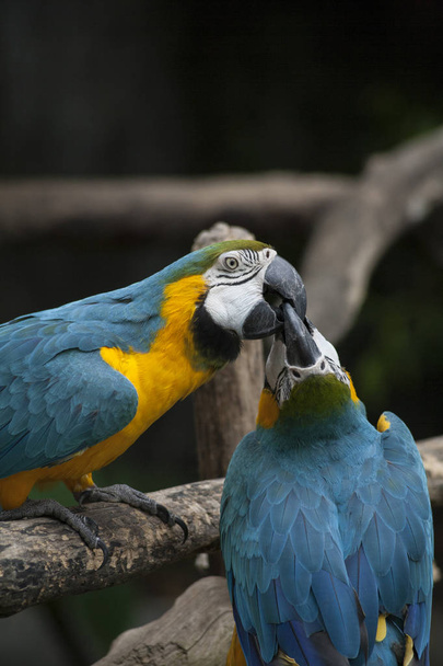 Macaw / arara azul amarelo verde branco
 - Foto, Imagem
