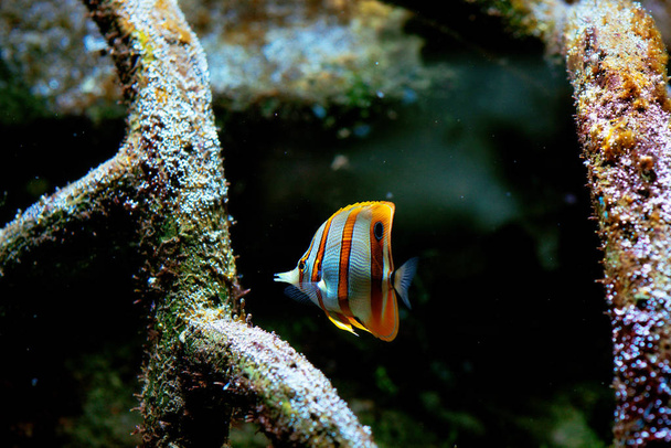 Colorful tropical fishes and coralls underwater in the aquarium - Photo, Image