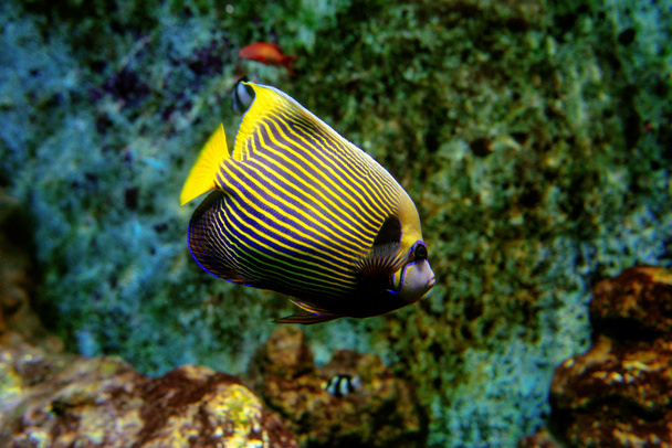 Colorful tropical fishes and coralls underwater in the aquarium - Photo, Image