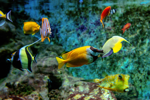 Peixes tropicais coloridos e bolas subaquáticas no aquário
 - Foto, Imagem