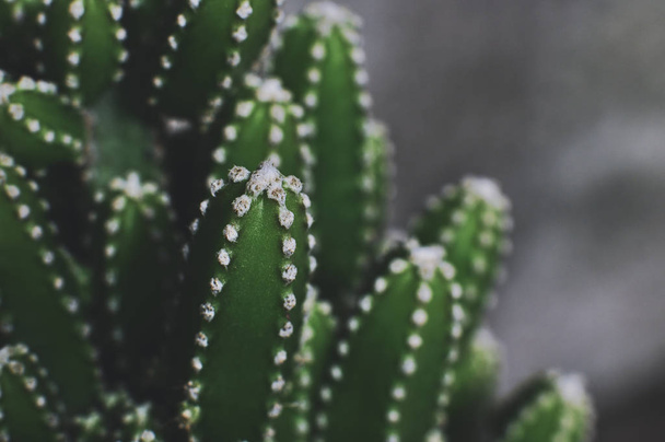 Close up of cactus in the garden - Fotoğraf, Görsel