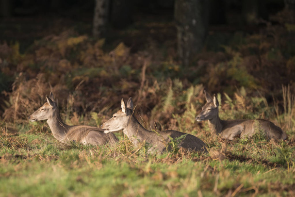 Autunno paesaggio immagine di cervo cervo elafo rosso nel bosco
 - Foto, immagini