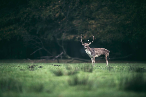 deer standing in meadow - Photo, Image