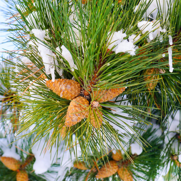Winter background with pine cones. - 写真・画像