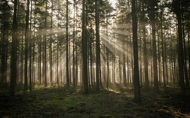 sunbeam in forest in holland - Foto, immagini