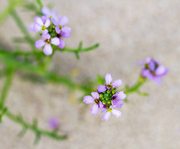 Malé květy, rostoucí v písku. - Fotografie, Obrázek