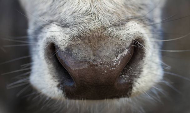 Mokry nos krowy. - Zdjęcie, obraz