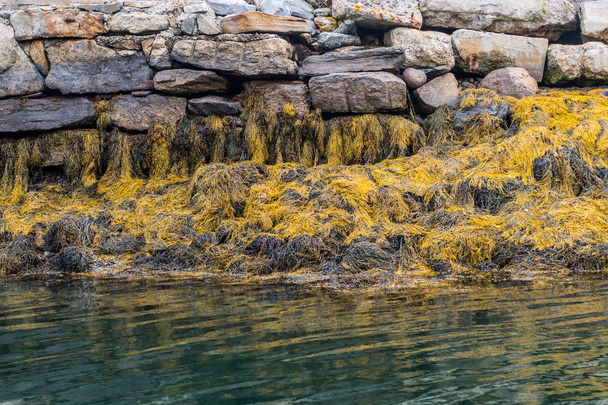 Yellow Seaweed At Low Tide - Photo, Image