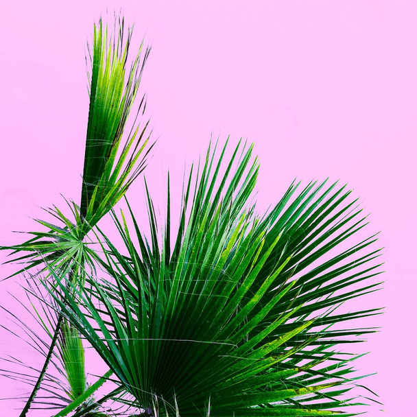 Palm tree on the pink. Tropical design minimal - Foto, Imagen