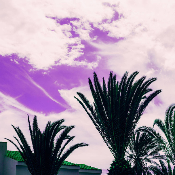Tropical location. Tropical palm trees and purple sky Life is co - Zdjęcie, obraz