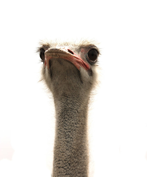 struisvogel geïsoleerd op wit - Foto, afbeelding