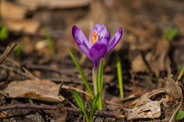 春花クロッカス heuffelianus 成長する野生動物の咲く魔法のビュー。春、スノー ドロップ、プリムローズの植物 - 写真・画像