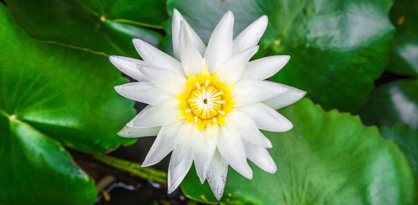 White Lotus flower - Photo, Image