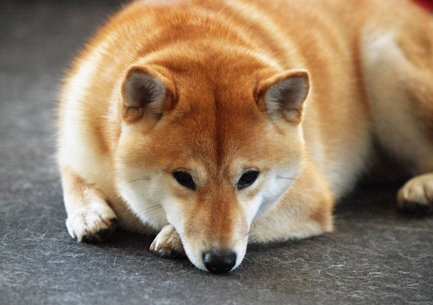 Retrato de lindo perro shiba inu
 - Foto, Imagen