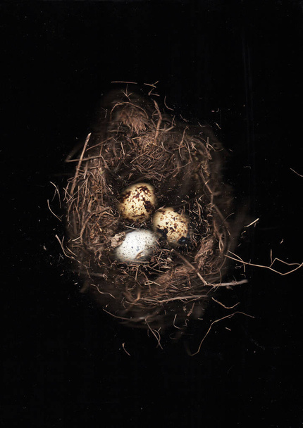 eggs in the nest - Fotoğraf, Görsel
