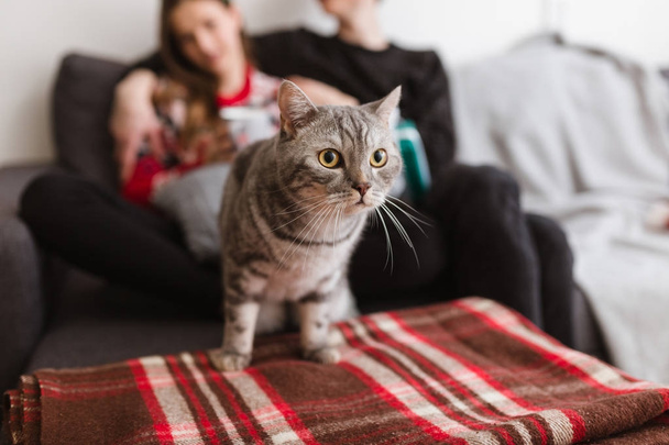 Close up photo of beautiful cat standing on sofa at home with couple on background  - Фото, зображення