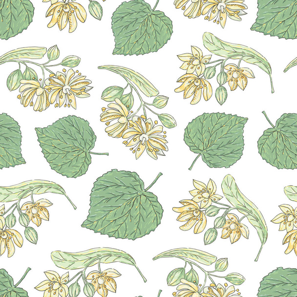 Vector  hand drawn seamless pattern with tilia flowers  - Vector, Image