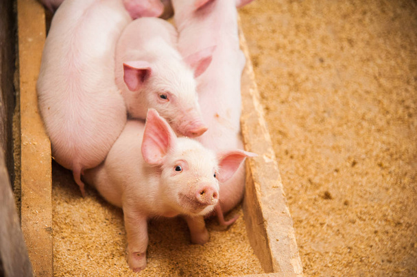 Porcs domestiques dans une ferme
 - Photo, image