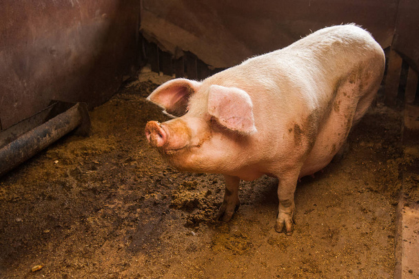 Binnenlandse varkens op een boerderij - Foto, afbeelding