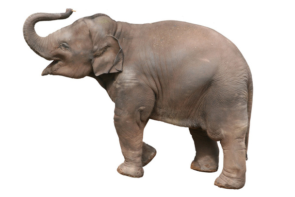 Elefante bebé
 - Foto, Imagem