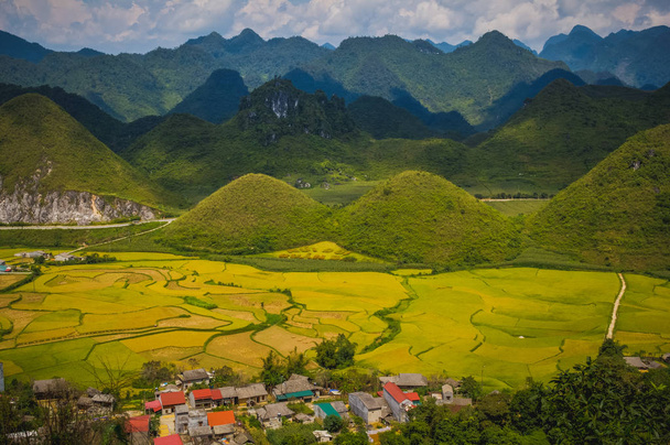 Terassikenttä riisi satokaudella Vietnamissa
 - Valokuva, kuva