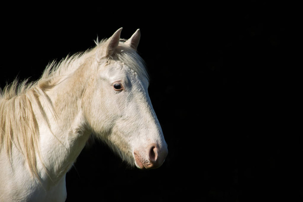 コントラストの高い黒の背景に白い馬の肖像 - 写真・画像