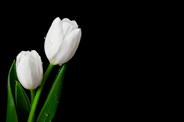 biały tulipan na czarnym tle - Zdjęcie, obraz