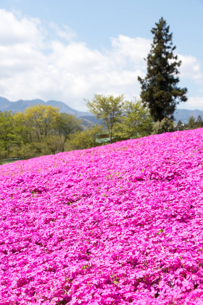 Σαϊτάμα της Ιαπωνίας - 28 Απριλίου 2017: Ροζ βρύα (Shibazakura, Phlox subulata) λουλούδι στο Hitsujiyama Park στο Σαϊτάμα Νομαρχίας, περιοχή Kanto, Ιαπωνία. Αυτό είναι το διάσημο μέρος για τουριστικό αξιοθέατο. - Φωτογραφία, εικόνα