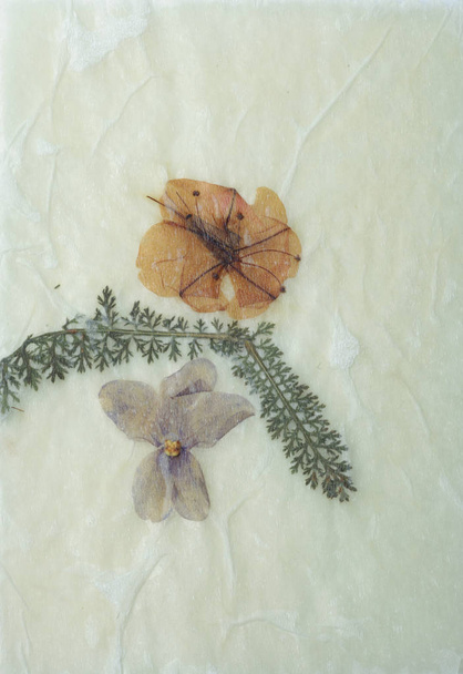 Preslenmiş çiçekler, Grunge arka plan, antika flora parşömen kağıt kurutulmuş. - Fotoğraf, Görsel