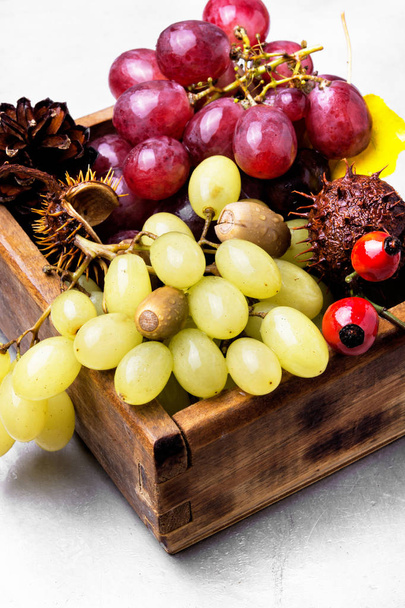 Autumn still life with grapes. - Photo, Image