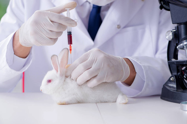 Médico veterinário examinando coelho no hospital pet - Foto, Imagem