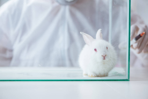 Bílý králík ve vědeckém laboratorním experimentu - Fotografie, Obrázek