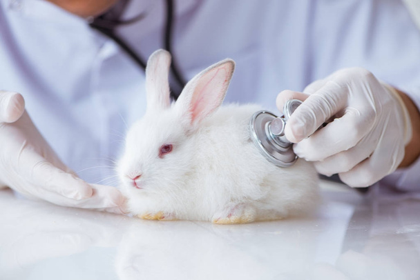 Vet doctor examining rabbit in pet hospital - Фото, изображение