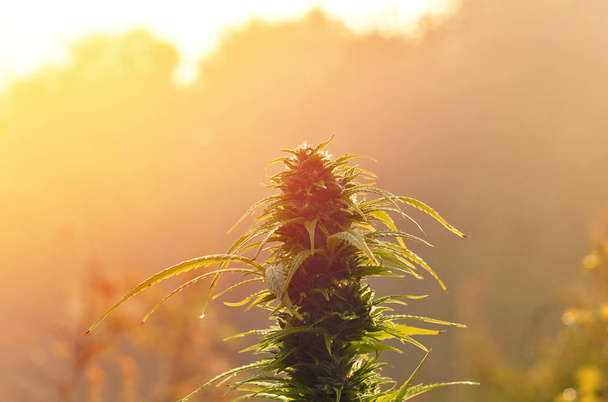 Cannabis bud, verlicht door warme vroege ochtend licht - Foto, afbeelding