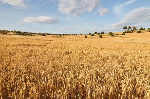 Wheat flields in the evening - Photo, Image