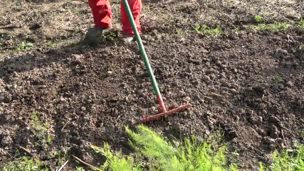 jardinero rastrillo verduras cama tierra en el jardín
 - Metraje, vídeo
